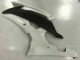 Yamaha R6 2008-2016 - Blanc Yamaha R6 2008-2016 - Blanc